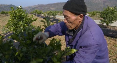 郧阳区 践行 两山 理论 把好生态变成 金饭碗