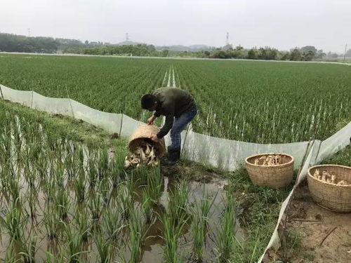 德安县高塘乡 天正生态农业专业合作社稻鸭共育项目正式投入,几千只小黄鸭在有机稻田安了家