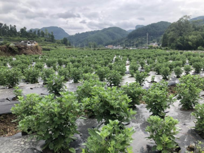 南江乡“以花为媒”打造花海经济致富新路子