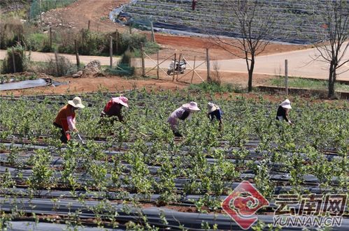 保护抚仙湖 大力发展现代生态农业